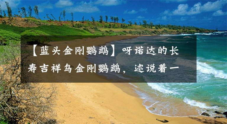 【蓝头金刚鹦鹉】呀诺达的长寿吉祥鸟金刚鹦鹉，述说着一个10万块和10块钱的故事