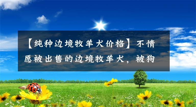 【纯种边境牧羊犬价格】不情愿被出售的边境牧羊犬，被狗主人强行拉到狗市400元出售！