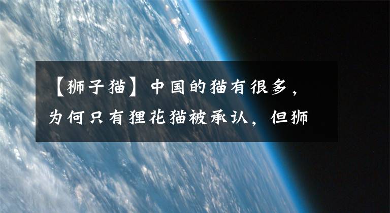 【狮子猫】中国的猫有很多，为何只有狸花猫被承认，但狮子猫却没有呢？