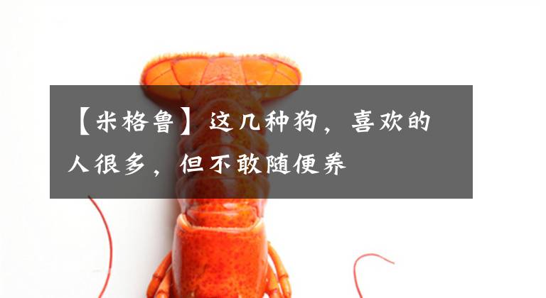 【米格鲁】这几种狗，喜欢的人很多，但不敢随便养