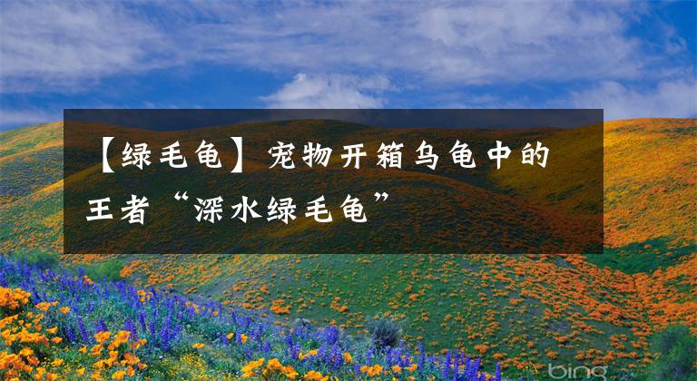 【绿毛龟】宠物开箱乌龟中的王者“深水绿毛龟”