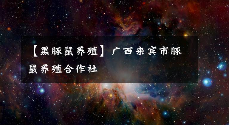 【黑豚鼠养殖】广西来宾市豚鼠养殖合作社