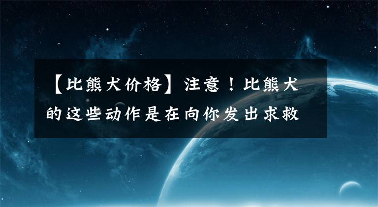 【比熊犬价格】注意！比熊犬的这些动作是在向你发出求救信号，并不是撒娇