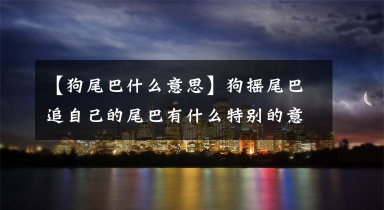 【狗尾巴什么意思】狗摇尾巴追自己的尾巴有什么特别的意义吗？