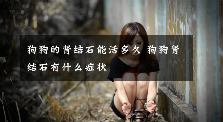 狗狗的肾结石能活多久 狗狗肾结石有什么症状