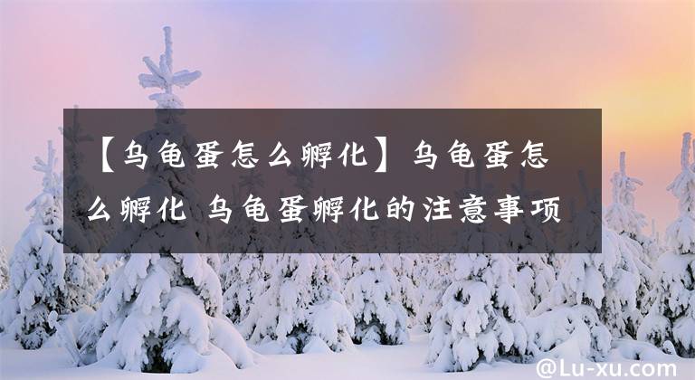 【乌龟蛋怎么孵化】乌龟蛋怎么孵化 乌龟蛋孵化的注意事项