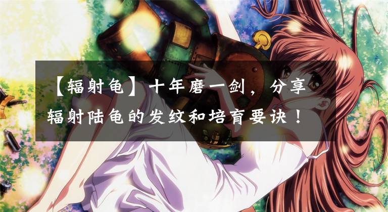 【辐射龟】十年磨一剑，分享辐射陆龟的发纹和培育要诀！（转发文章）
