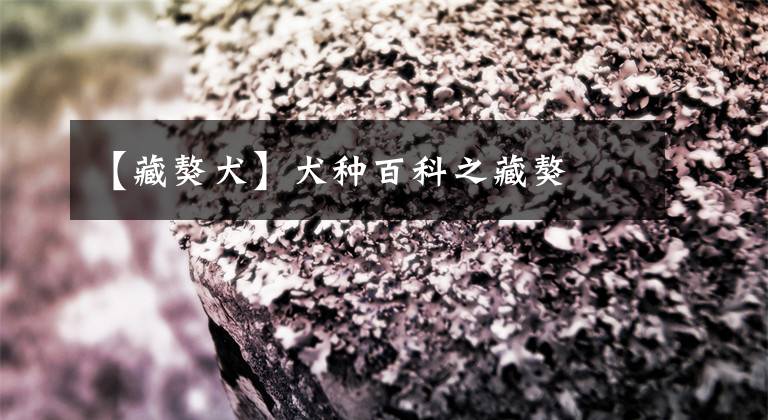 【藏獒犬】犬种百科之藏獒