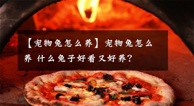 【宠物兔怎么养】宠物兔怎么养 什么兔子好看又好养？
