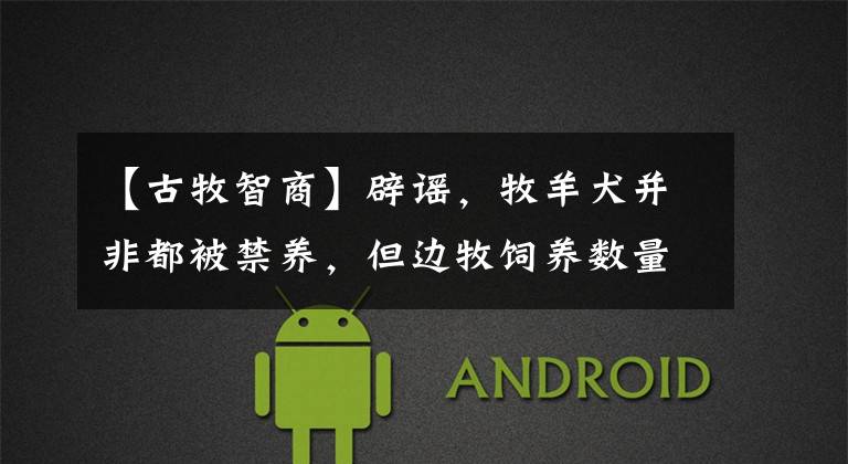【古牧智商】辟谣，牧羊犬并非都被禁养，但边牧饲养数量减少，离不开三点原因