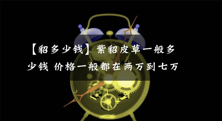 【貂多少钱】紫貂皮草一般多少钱 价格一般都在两万到七万左右