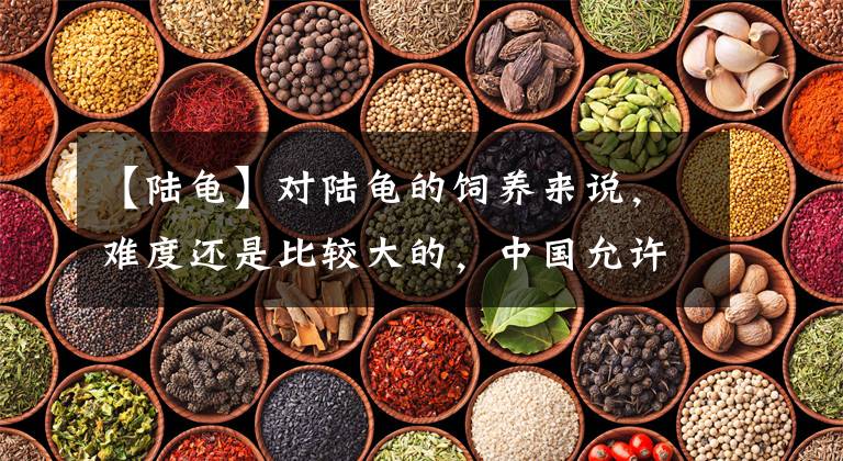 【陆龟】对陆龟的饲养来说，难度还是比较大的，中国允许养哪些陆龟