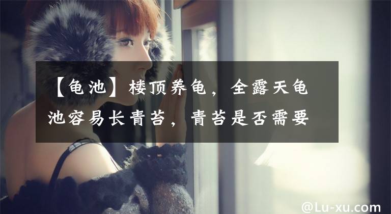 【龟池】楼顶养龟，全露天龟池容易长青苔，青苔是否需要清理？