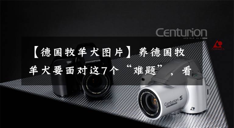【德国牧羊犬图片】养德国牧羊犬要面对这7个“难题”，看完你还敢养吗？