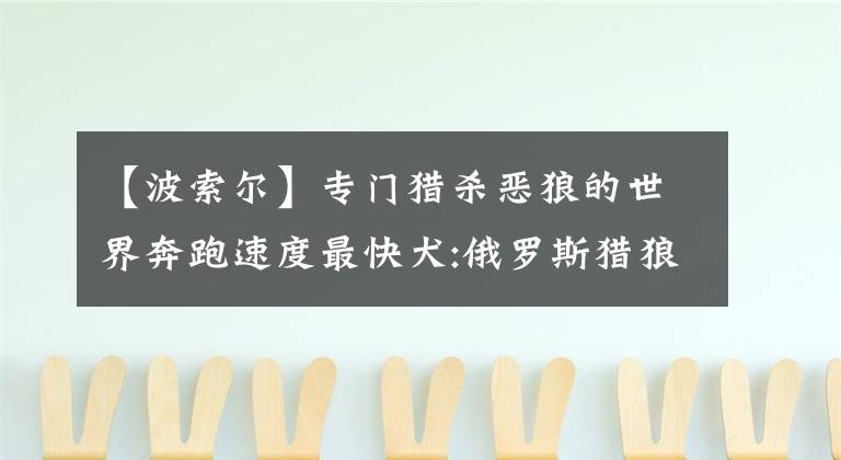 【波索尔】专门猎杀恶狼的世界奔跑速度最快犬:俄罗斯猎狼犬果然超美