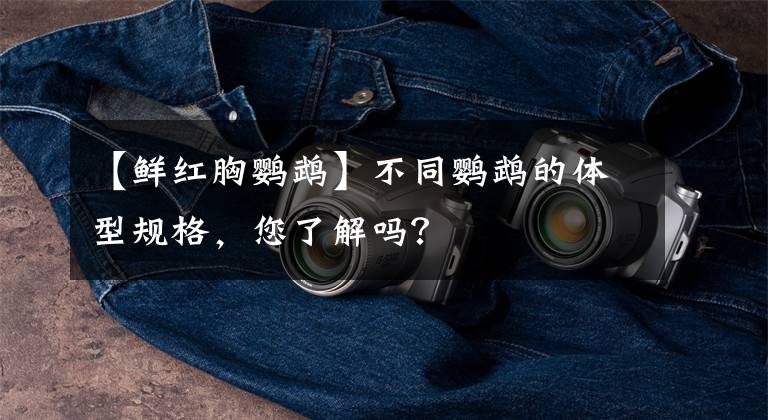 【鲜红胸鹦鹉】不同鹦鹉的体型规格，您了解吗？
