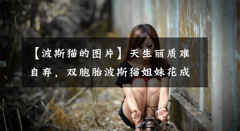 【波斯猫的图片】天生丽质难自弃，双胞胎波斯猫姐妹花成全球网红，铲屎官遭人羡慕