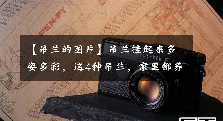 【吊兰的图片】吊兰挂起来多姿多彩，这4种吊兰，家里都养不起来