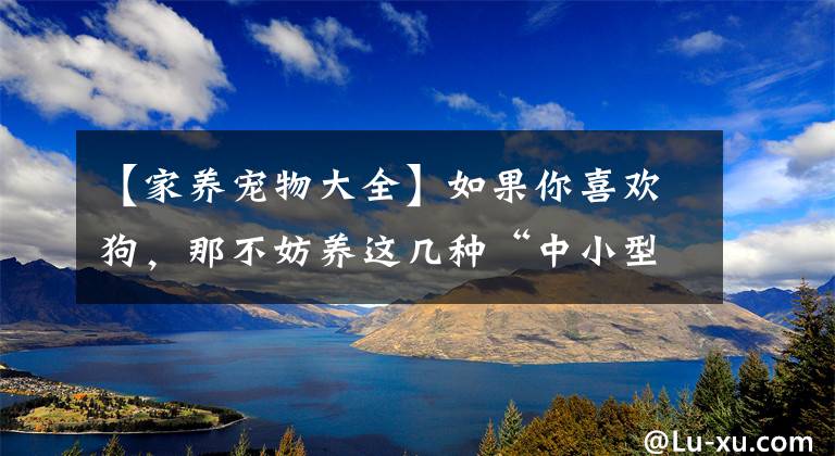 【家养宠物大全】如果你喜欢狗，那不妨养这几种“中小型犬”，好养不咬人