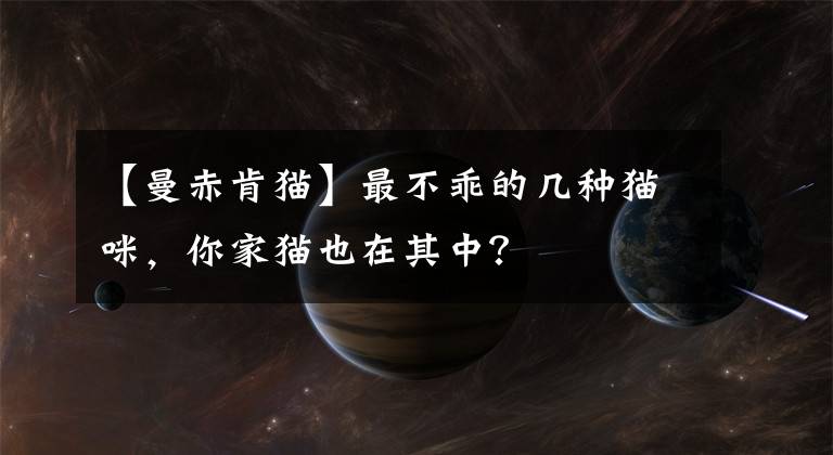 【曼赤肯猫】最不乖的几种猫咪，你家猫也在其中？