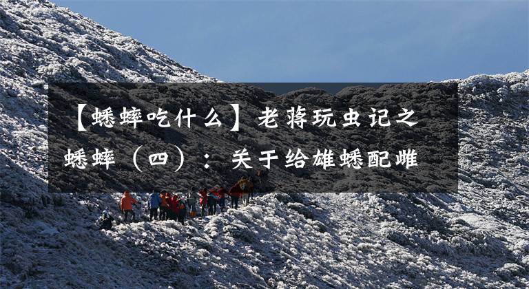 【蟋蟀吃什么】老蒋玩虫记之蟋蟀（四）：关于给雄蟋配雌的相关知识