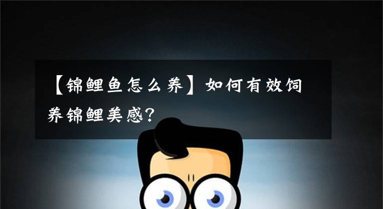 【锦鲤鱼怎么养】如何有效饲养锦鲤美感？