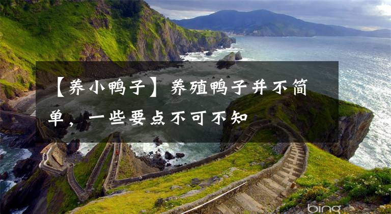 【养小鸭子】养殖鸭子并不简单，一些要点不可不知