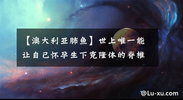 【澳大利亚肺鱼】世上唯一能让自己怀孕生下克隆体的脊椎动物，是在水里会淹死的鱼