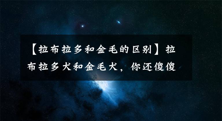 【拉布拉多和金毛的区别】拉布拉多犬和金毛犬，你还傻傻的分不清楚么？