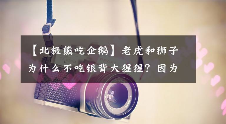 【北极熊吃企鹅】老虎和狮子为什么不吃银背大猩猩？因为北极熊没有吃掉企鹅宝宝