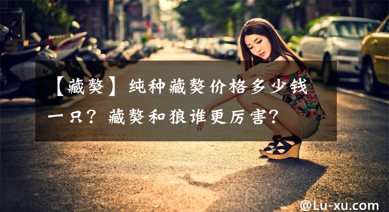 【藏獒】纯种藏獒价格多少钱一只？藏獒和狼谁更厉害？