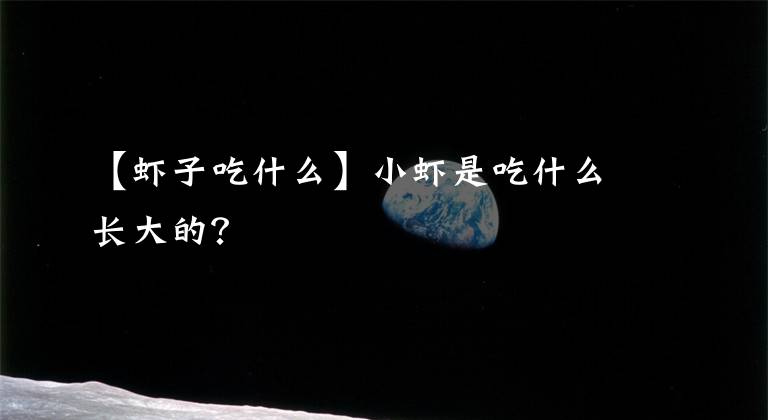 【虾子吃什么】小虾是吃什么长大的？
