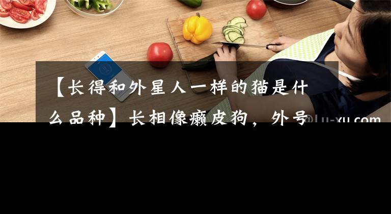 【长得和外星人一样的猫是什么品种】长相像癞皮狗，外号外姓猫，性格像小羊一样温顺