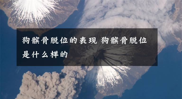 狗髌骨脱位的表现 狗髌骨脱位是什么样的