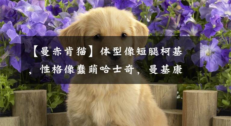 【曼赤肯猫】体型像短腿柯基，性格像蠢萌哈士奇，曼基康应该是猫咪中的异类了