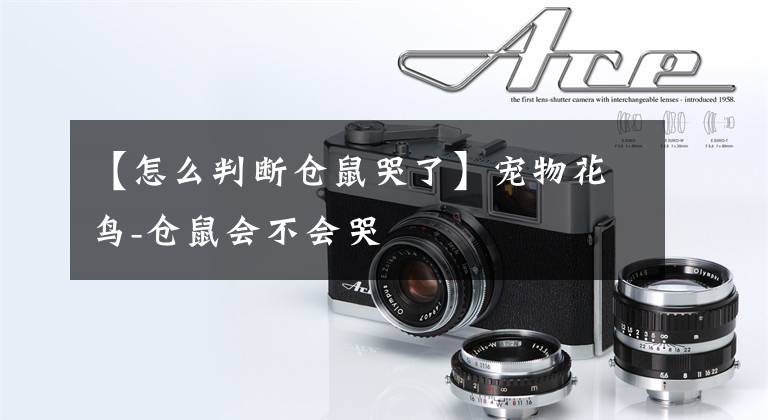 【怎么判断仓鼠哭了】宠物花鸟-仓鼠会不会哭