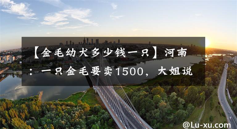 【金毛幼犬多少钱一只】河南：一只金毛要卖1500，大姐说是警犬配的：只要郑州人都知道