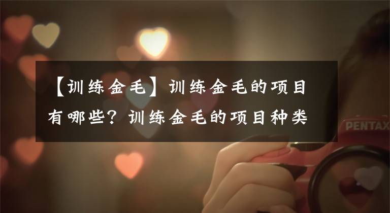 【训练金毛】训练金毛的项目有哪些？训练金毛的项目种类及方法要点