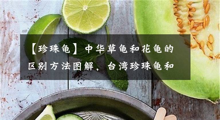 【珍珠龟】中华草龟和花龟的区别方法图解，台湾珍珠龟和乌龟如何区分图示