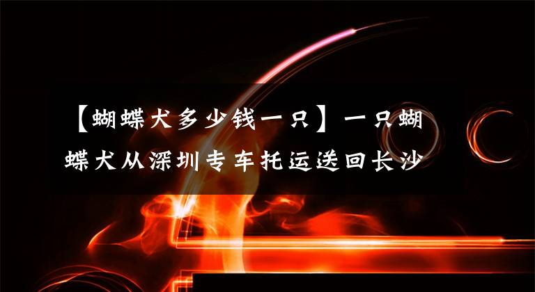 【蝴蝶犬多少钱一只】一只蝴蝶犬从深圳专车托运送回长沙案例分享
