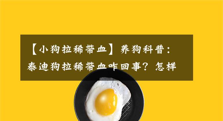 【小狗拉稀带血】养狗科普：泰迪狗拉稀带血咋回事？怎样处理才能恢复快？