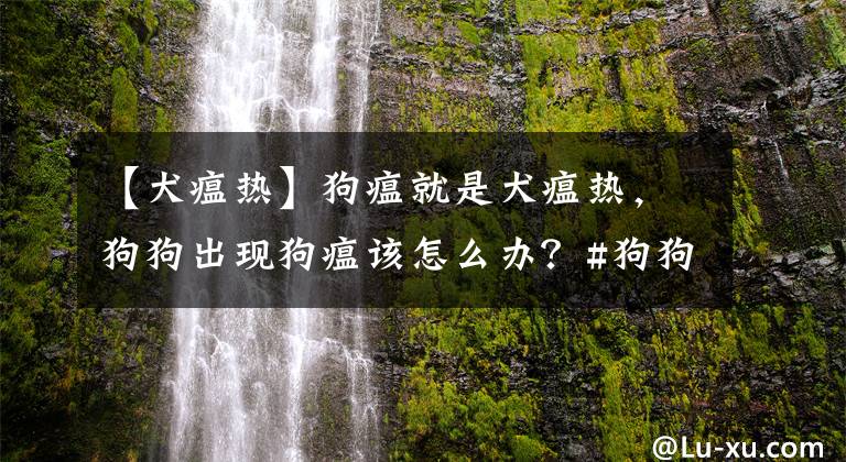 【犬瘟热】狗瘟就是犬瘟热，狗狗出现狗瘟该怎么办？#狗狗大明星#