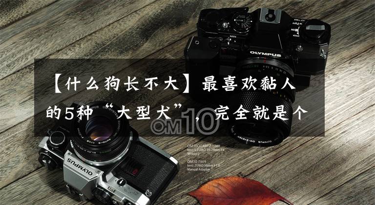 【什么狗长不大】最喜欢黏人的5种“大型犬”，完全就是个长不大的孩子！