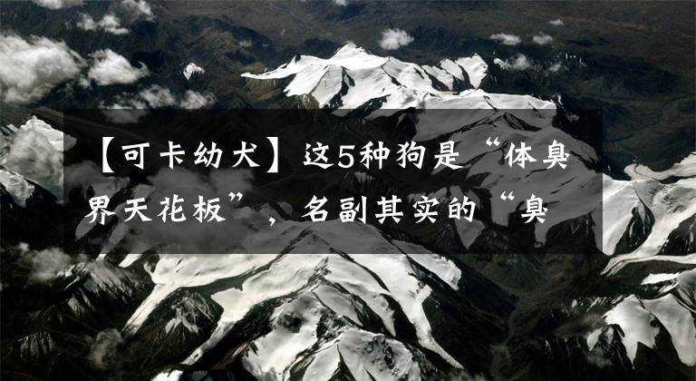【可卡幼犬】这5种狗是“体臭界天花板”，名副其实的“臭狗”