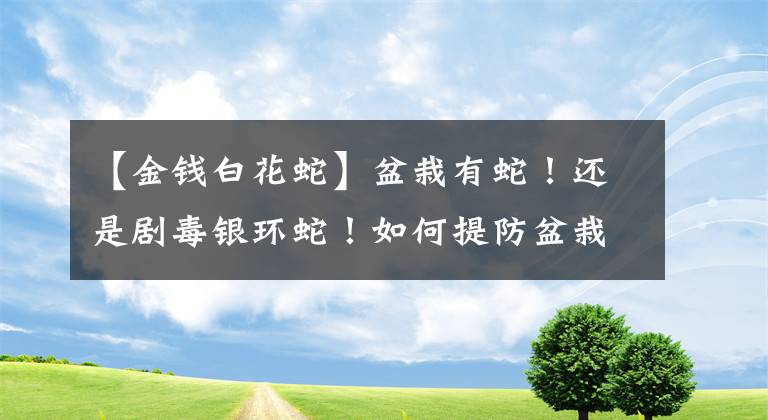 【金钱白花蛇】盆栽有蛇！还是剧毒银环蛇！如何提防盆栽里藏蛇？被咬了怎么办？