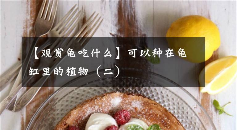 【观赏龟吃什么】可以种在龟缸里的植物（二）