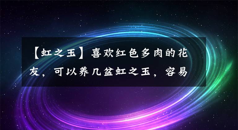 【虹之玉】喜欢红色多肉的花友，可以养几盆虹之玉，容易养活，变成红色