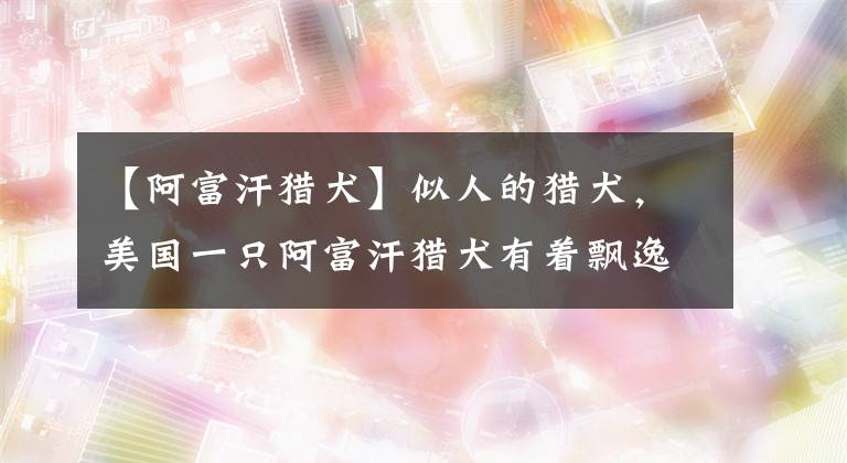 【阿富汗猎犬】似人的猎犬，美国一只阿富汗猎犬有着飘逸长发，像女士秀发的发型