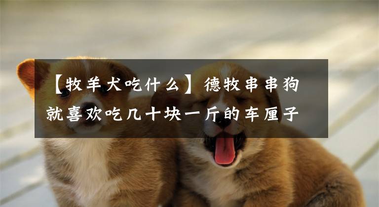 【牧羊犬吃什么】德牧串串狗就喜欢吃几十块一斤的车厘子！网友：早晚把你吃穷啊！