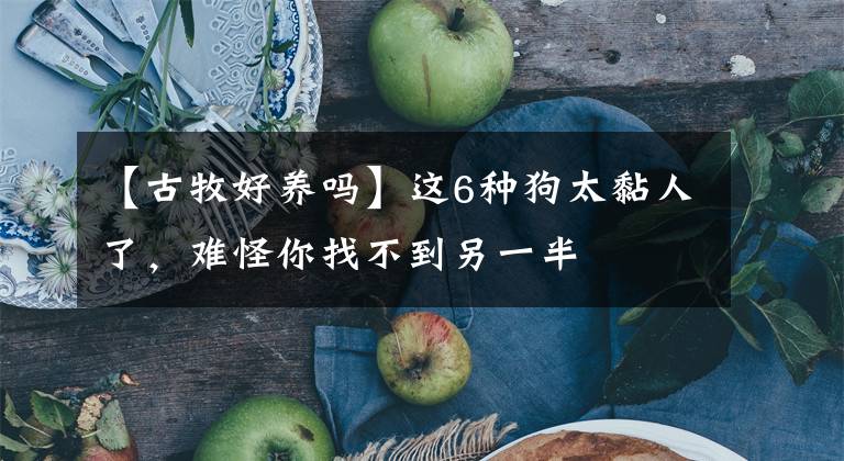 【古牧好养吗】这6种狗太黏人了，难怪你找不到另一半